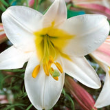 Lilie královská Regale, květináč 11 cm