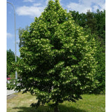 Lípa srdčitá Rancho na kmínku 140-150 cm, výška 160-180 cm, květináč 5 l