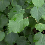 Lípa srdčitá, výška 40–80 cm, prostokořenná
