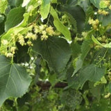Lípa srdčitá, výška 40–80 cm, prostokořenná