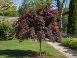 Vilín čínský Rubra na kmínku 80–90 cm, výška 150–180 cm, květináč 35 l