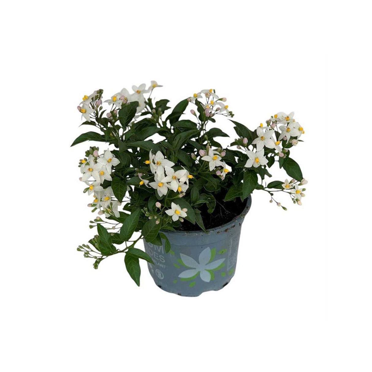 Lilek jasmínovitý, výška 40-60 cm, květináč 17 cm