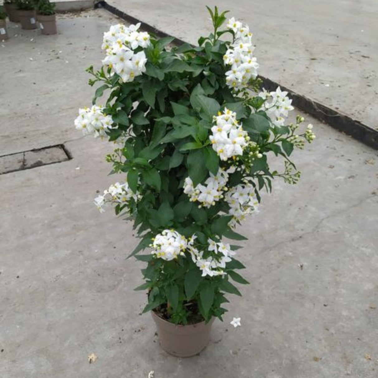 Lilek jasmínovitý, výška 40-60 cm, květináč 17 cm