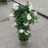 Lilek jasmínovitý, výška 40-60 cm, květináč 17 cm