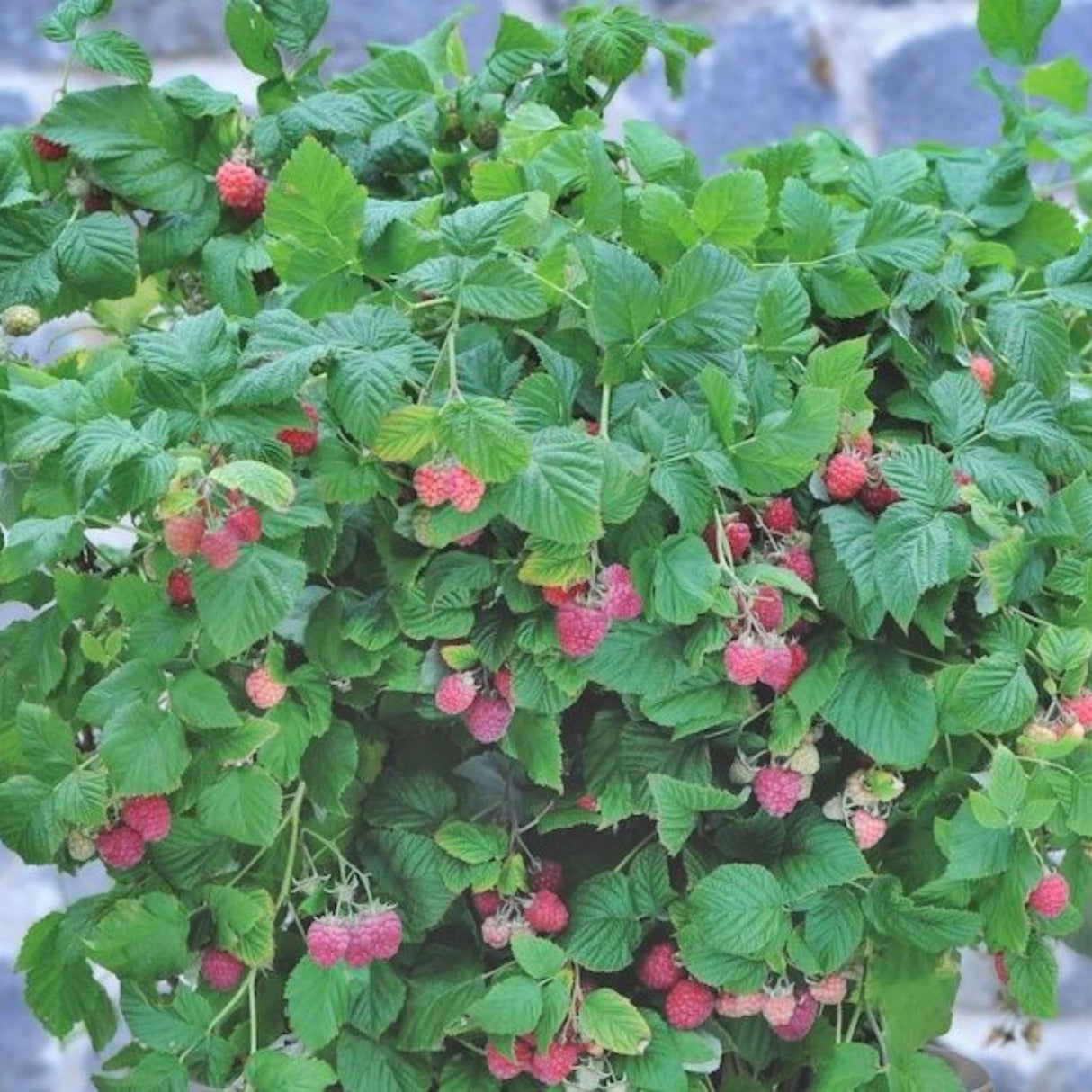 Maliník Autumn Bliss, výška 30–40 cm, květináč 17 cm