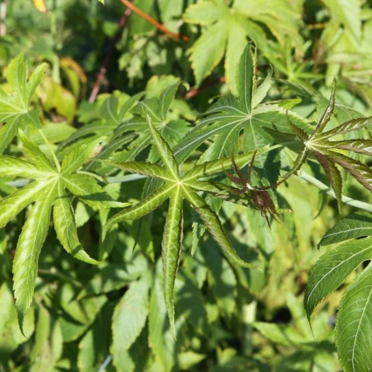 Maliník Sugarleaf Innocent, výška 20–40 cm, květináč 17 cm