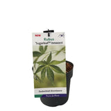Maliník Sugarleaf Innocent, výška 20–40 cm, květináč 17 cm