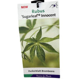 Maliník Sugarleaf Innocent, výška 20–40 cm, květináč 17 cm