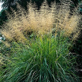 Milička Eragrostis Elliottii Lovey, květináč 9 cm