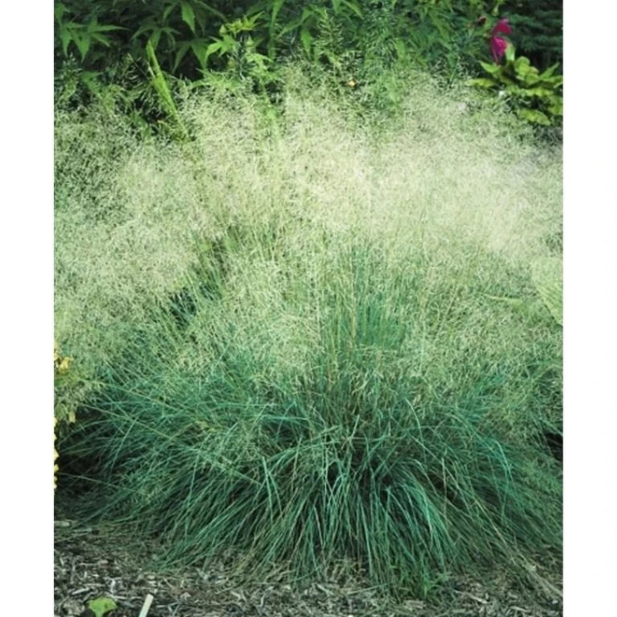 Milička Eragrostis Elliottii Lovey, květináč 9 cm