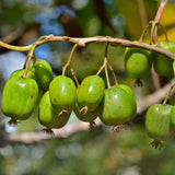 Mini kiwi Issai samosprašné, výška 30–40 cm, květináč 17 cm
