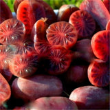 Mini kiwi Kens Red, výška 30–40 cm, květináč 17 cm