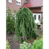 Modřín japonský Stiff Weeper na kmínku, výška 190-210 cm, květináč 10 l