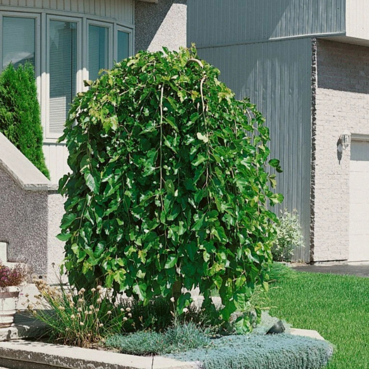 Moruše bílá Pendula na kmínku 210-215 cm, výška 230-240 cm, květináč 30 l
