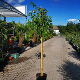Moruše bílá Pendula na kmínku 210-215 cm, výška 230-240 cm, květináč 30 l