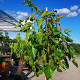 Moruše bílá Pendula na kmínku 210-215 cm, výška 230-240 cm, květináč 30 l