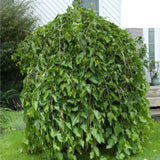 Moruše bílá Pendula na kmínku 210-215 cm, výška 230-240 cm, květináč 30 l