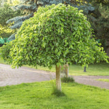 Moruše bílá Pendula na kmínku 210-215 cm, výška 230-240 cm, květináč 30 l