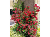 Pukol indický, krepová myrta Enduring Summer Red, rozvětvený, výška 110–130 cm, květináč 30 l