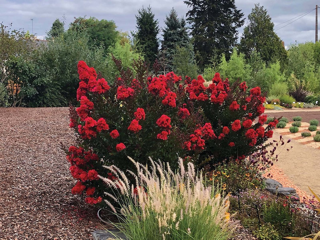 Pukol indický, krepová myrta Enduring Summer Red, rozvětvený, výška 110–130 cm, květináč 30 l