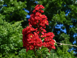 Pukol indický, krepová myrta Enduring Summer Red, rozvětvený, výška 110–130 cm, květináč 30 l