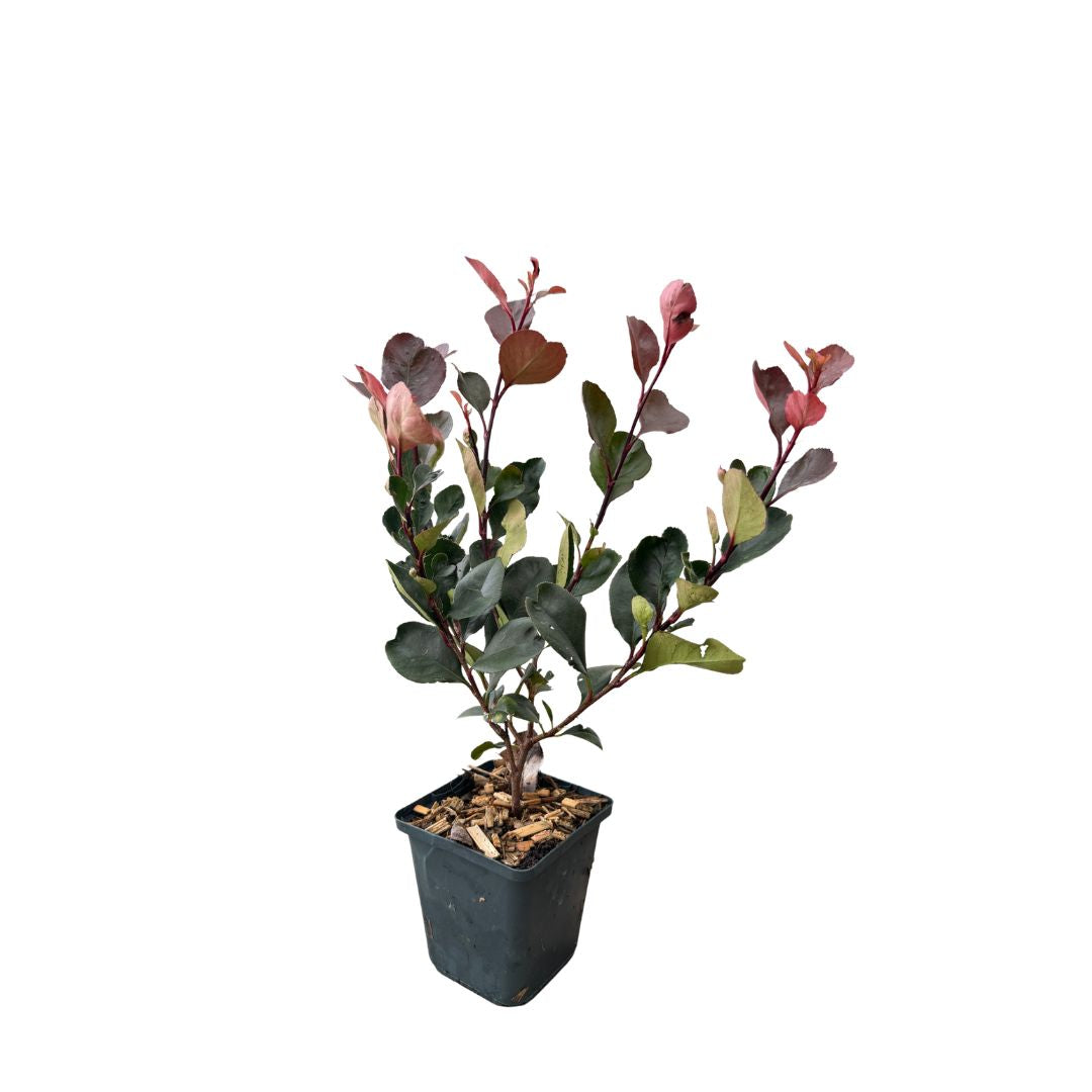 Blýskavka Fraserova 'Little Red Robin', výška 15-30 cm, květináč 9 cm
