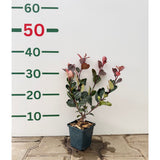 Blýskavka Fraserova 'Little Red Robin', výška 15-30 cm, květináč 9 cm