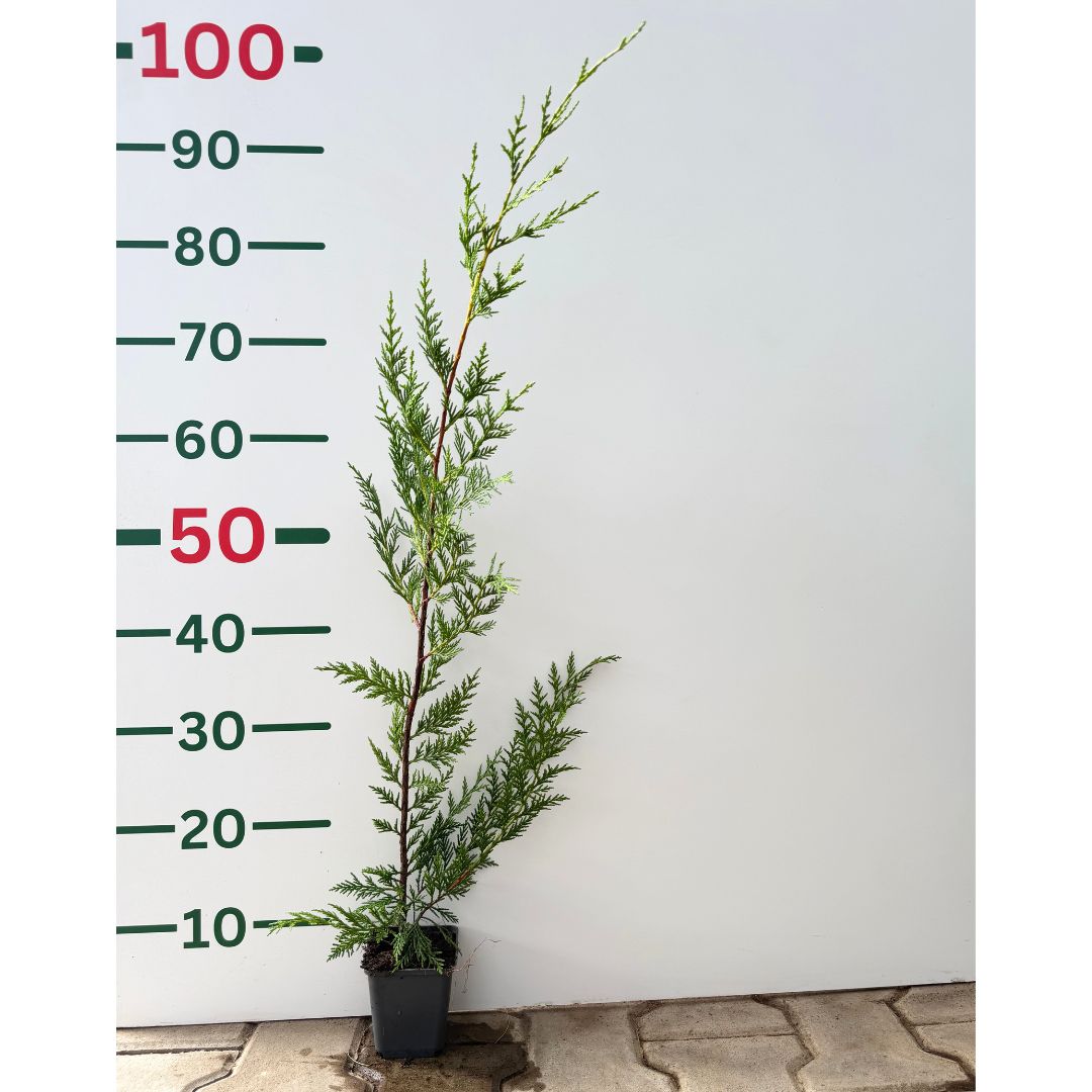 Cypřišovec Leylandův, výška 30-60 cm, květináč 9 cm
