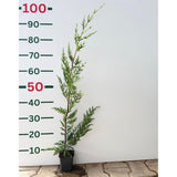 Cypřišovec Leylandův, výška 30-60 cm, květináč 9 cm