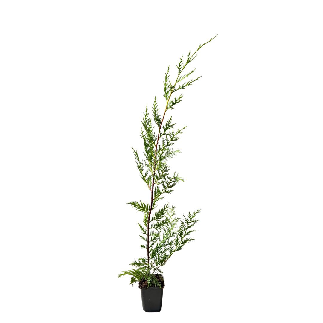 Cypřišovec Leylandův, výška 30-60 cm, květináč 9 cm