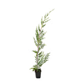 Cypřišovec Leylandův, výška 30-60 cm, květináč 9 cm
