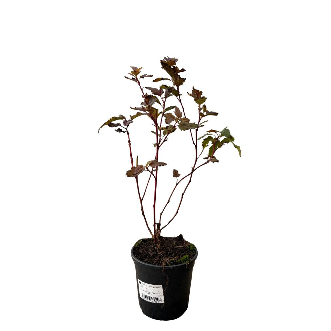 Tavola kalinolistá Red Baron, výška 30–40 cm, květináč 2 l