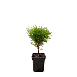 Túje, zerav západní Danica, výška 10–20 cm, květináč 9 cm