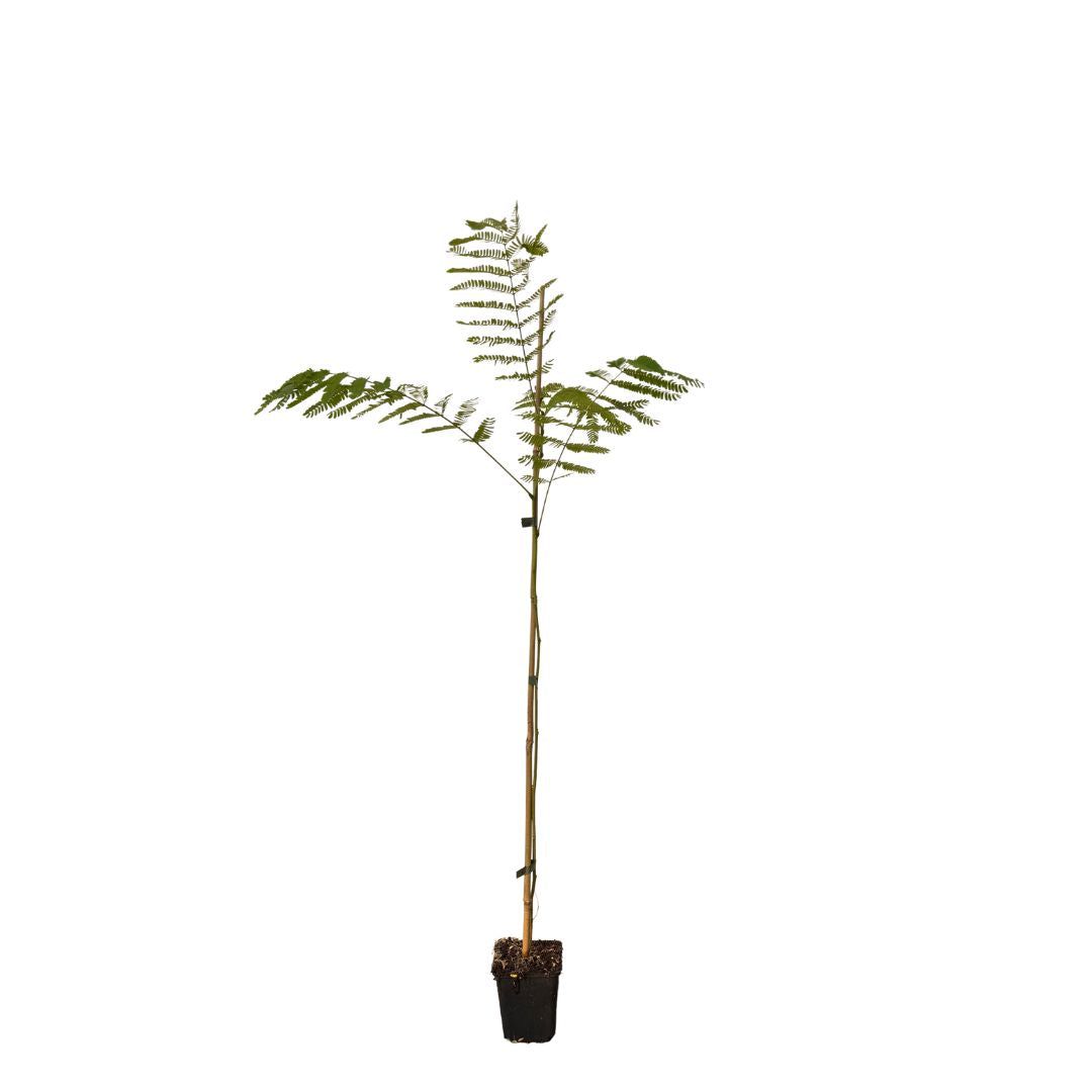 Albízie růžová, výška 30–50 cm, květináč 9 cm