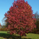 Ambroň západní, výška 40–70 cm, květináč 9 cm