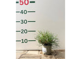 Borovice kleč Pumilio, výška 10–20 cm, květináč 11 cm
