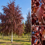 Bříza bělokorá převislá Royal Frost, výška 30–50 cm, květináč 19 cm