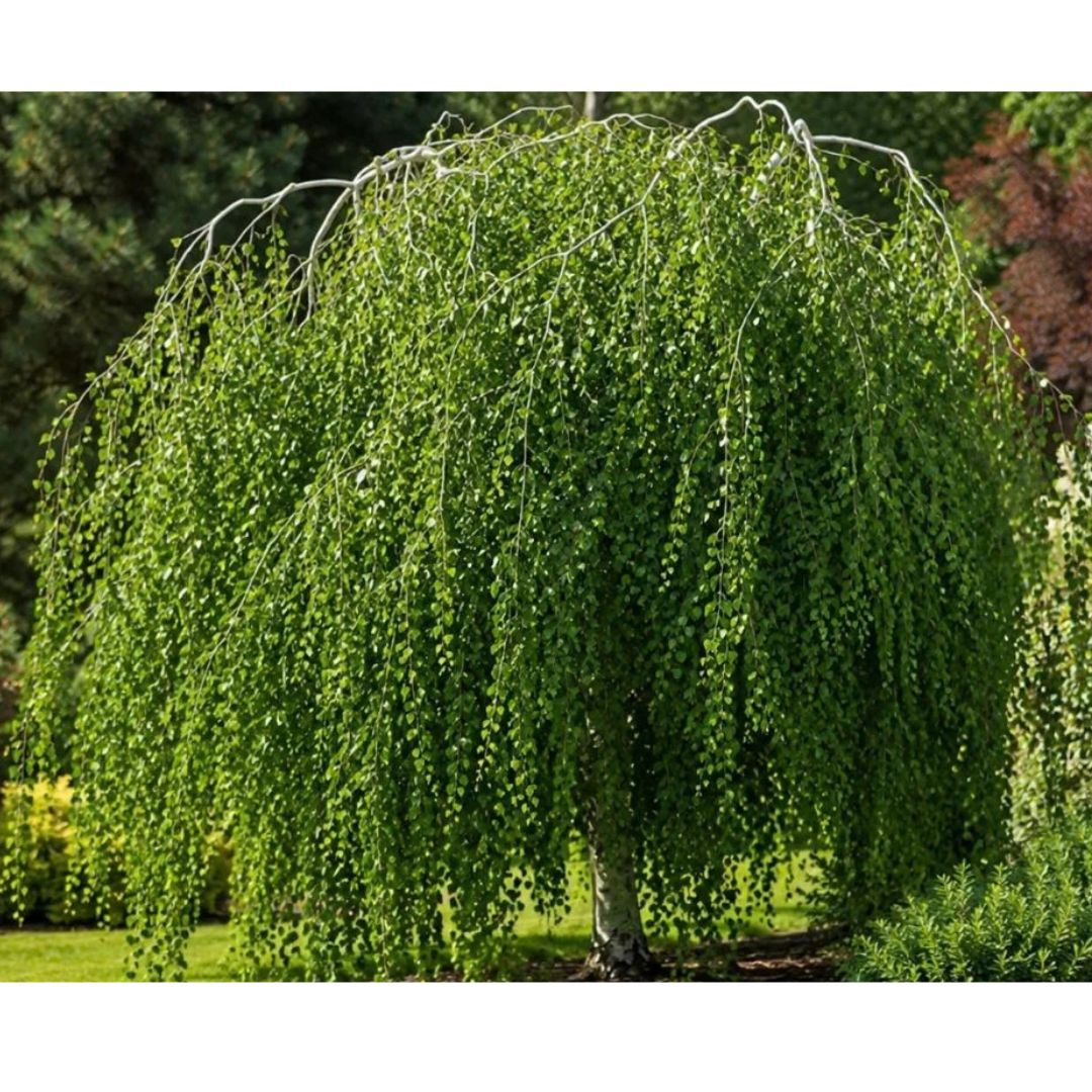 Bříza bělokorá převislá, výška 50–80 cm, květináč 2 l