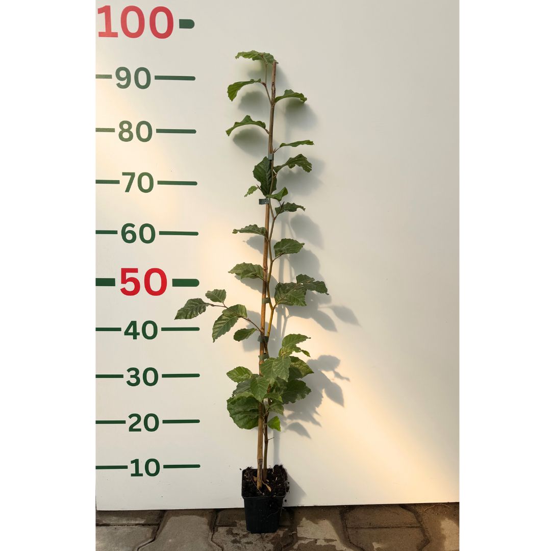 Buk lesní, výška 30–60 cm, květináč 9 cm