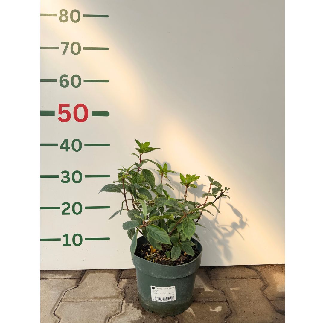 Hortenzie latnatá Sundae Fraise, výška 30–50 cm, květináč 3 l