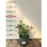 Hortenzie latnatá Sundae Fraise, výška 30–50 cm, květináč 3 l