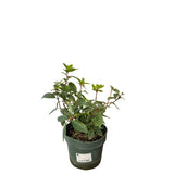 Hortenzie latnatá Sundae Fraise, výška 30–50 cm, květináč 3 l
