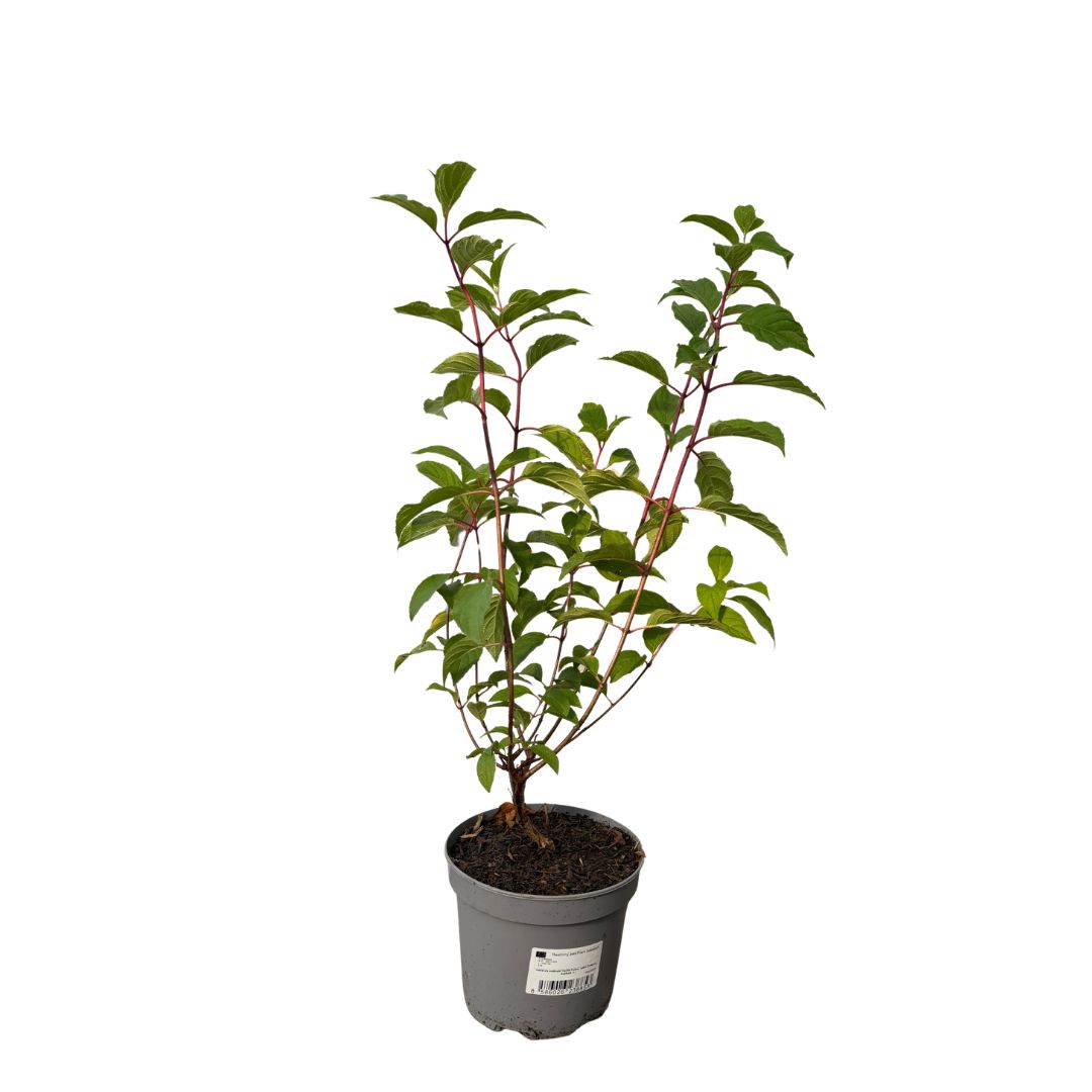 Hortenzie latnatá Vanille Fraise, výška 20–30 cm, květináč 2 l