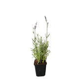 Levandule úzkolistá Hidcote Blue, květináč 9 cm