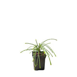Túje, zerav řasnatý Whipcord, výška 10–20 cm, květináč 10 cm