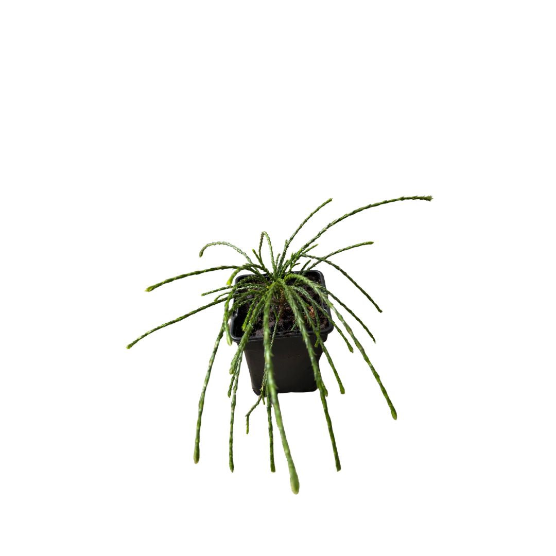 Túje, zerav řasnatý Whipcord, výška 10–20 cm, květináč 10 cm