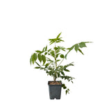 Vistárie čínská Prolific, výška 20–40 cm, květináč 9 cm