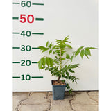 Vistárie čínská Prolific, výška 20–40 cm, květináč 9 cm