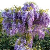 Vistárie čínská Prolific, výška 20–40 cm, květináč 9 cm