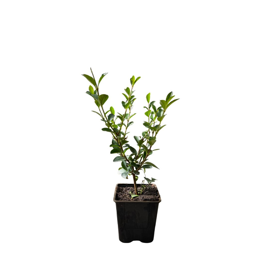 Ptačí zob vejčitolistý, výška 20–40 cm, květináč 9 cm